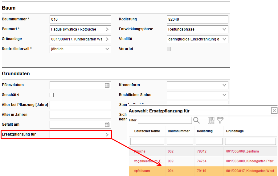 Auswahl eines gefällten Baumes bei einer Ersatzplanzung